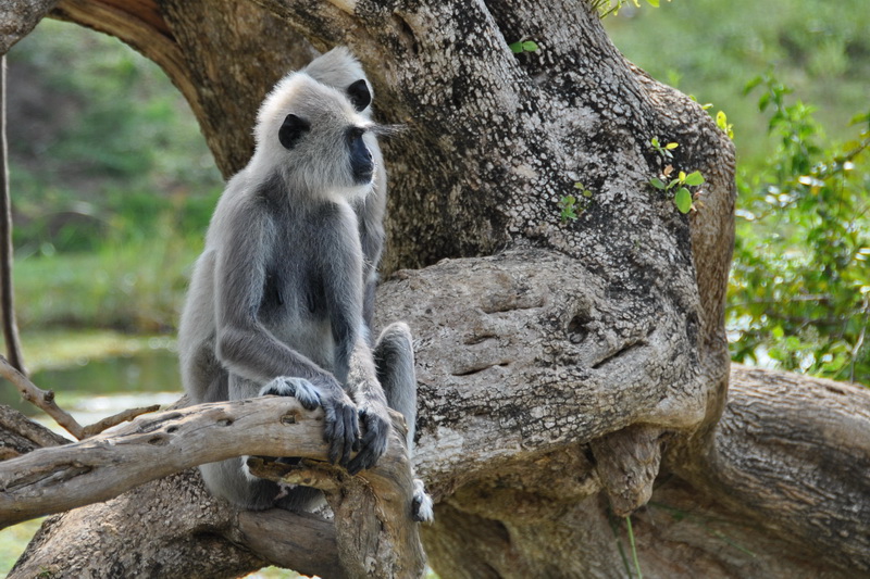 Sri Lanka, National parks